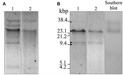 Site-Specific Recombination at XerC/D Sites Mediates the Formation and Resolution of Plasmid Co-integrates Carrying a blaOXA-58- and TnaphA6-Resistance Module in Acinetobacter baumannii